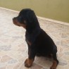 Rottweiler92